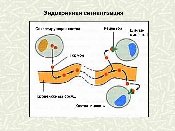 Эндокринная сигнализация