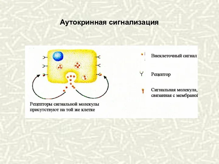 Аутокринная сигнализация