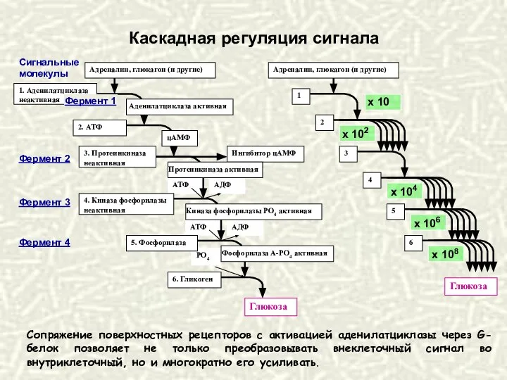 Каскадная регуляция сигнала Сопряжение поверхностных рецепторов с активацией аденилатциклазы через G-белок