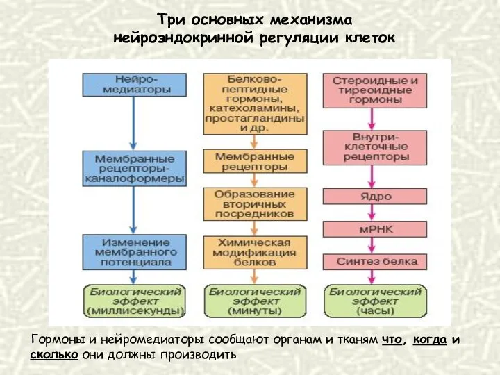 Три основных механизма нейроэндокринной регуляции клеток Гормоны и нейромедиаторы сообщают органам