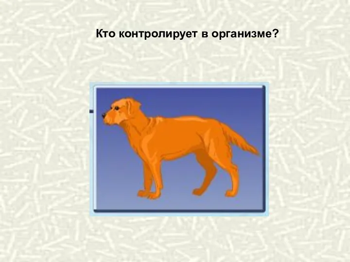 Кто контролирует в организме?