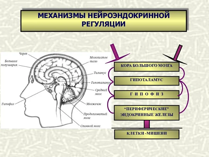 МЕХАНИЗМЫ НЕЙРОЭНДОКРИННОЙ РЕГУЛЯЦИИ