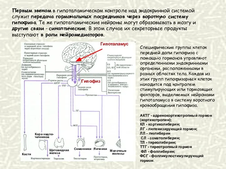 Специфические группы клеток передней доли гипофиза с помощью гормонов управляют определенными