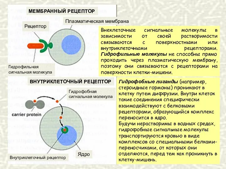 Гидрофобные лиганды (например, стероидные гормоны) проникают в клетку путем диффузии. Внутри