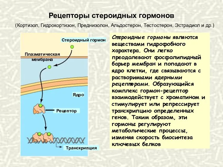 Рецепторы стероидных гормонов Стероидные гормоны являются веществами гидрофобного характера. Они легко