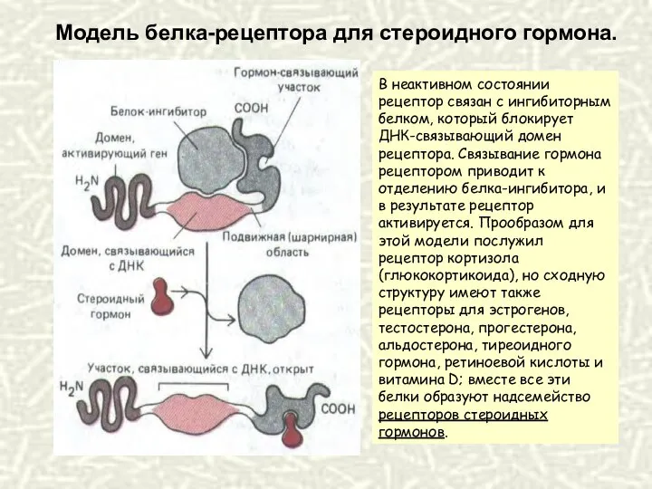 В неактивном состоянии рецептор связан с ингибиторным белком, который блокирует ДНК-связывающий