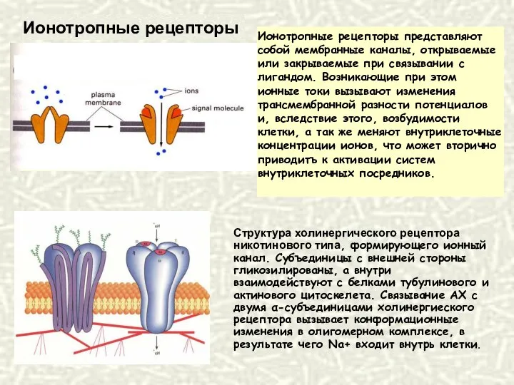 Ионотропные рецепторы представляют собой мембранные каналы, открываемые или закрываемые при связывании