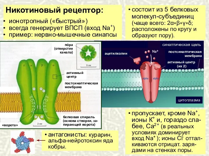 Никотиновый рецептор: ионотропный («быстрый») всегда генерирует ВПСП (вход Na+) пример: нервно-мышечные