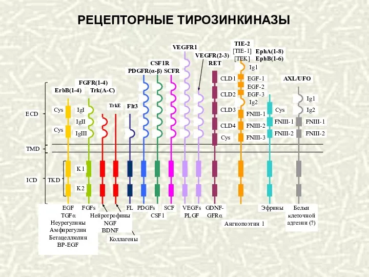 РЕЦЕПТОРНЫЕ ТИРОЗИНКИНАЗЫ