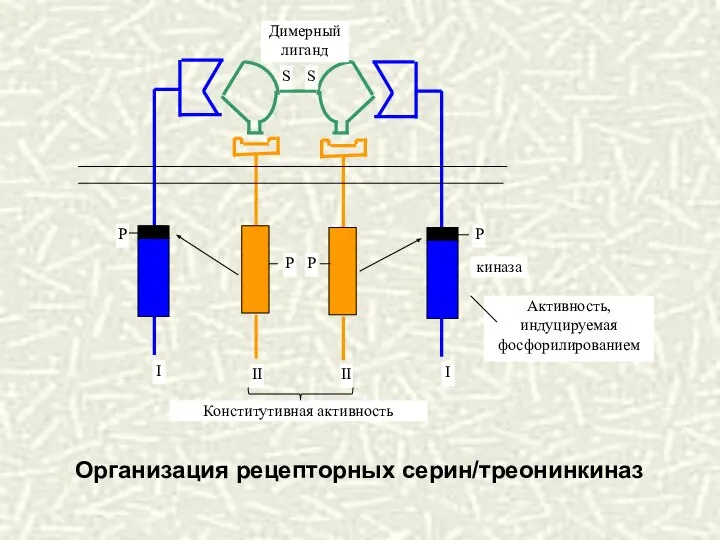 Организация рецепторных серин/треонинкиназ