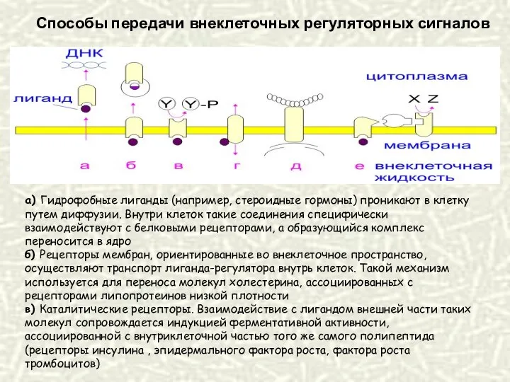 Способы передачи внеклеточных регуляторных сигналов а) Гидрофобные лиганды (например, стероидные гормоны)