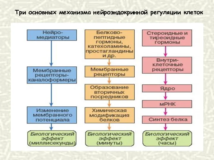 Три основных механизма нейроэндокринной регуляции клеток