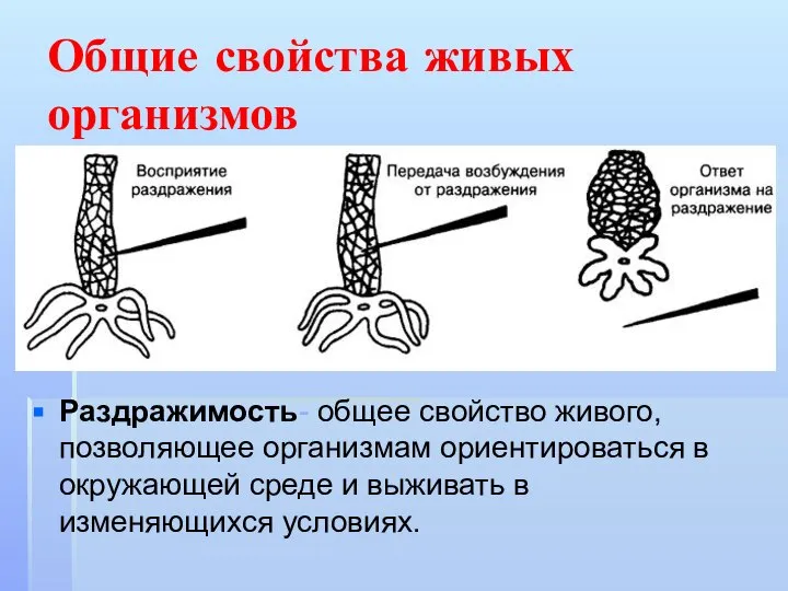 Общие свойства живых организмов Раздражимость- общее свойство живого, позволяющее организмам ориентироваться