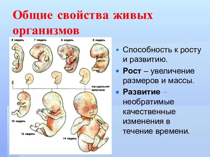 Общие свойства живых организмов Способность к росту и развитию. Рост –