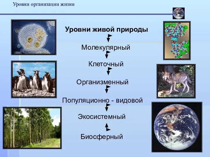 Уровни организации жизни Уровни живой природы Клеточный Организменный Популяционно - видовой Экосистемный Биосферный Молекулярный