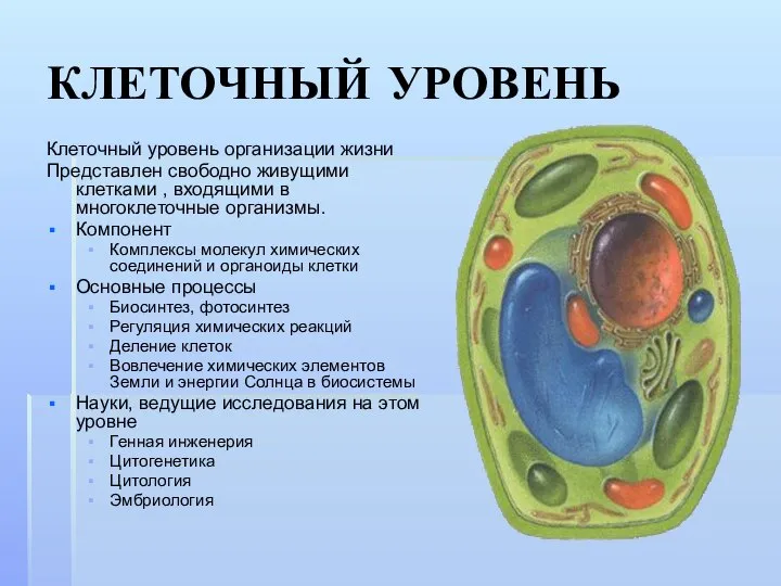 КЛЕТОЧНЫЙ УРОВЕНЬ Клеточный уровень организации жизни Представлен свободно живущими клетками ,