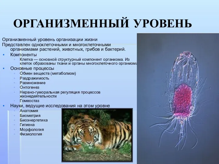 ОРГАНИЗМЕННЫЙ УРОВЕНЬ Организменный уровень организации жизни Представлен одноклеточными и многоклеточными организмами