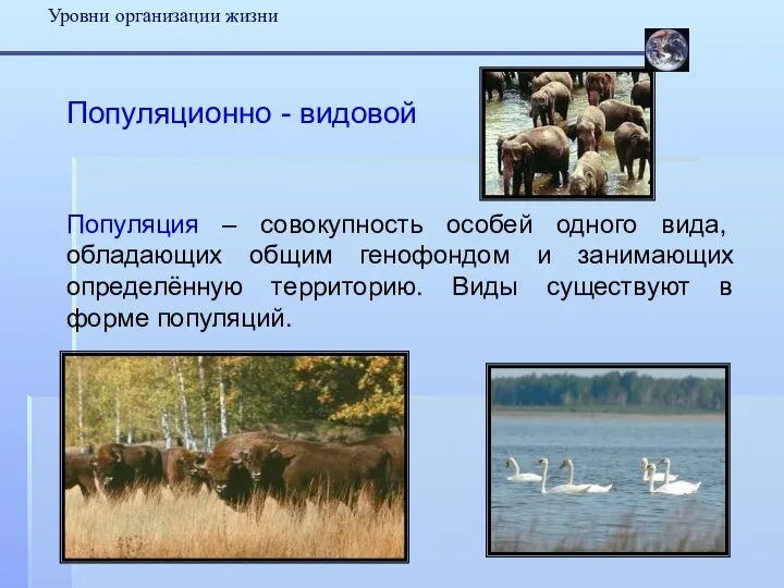 Уровни организации жизни Популяционно - видовой Популяция – совокупность особей одного