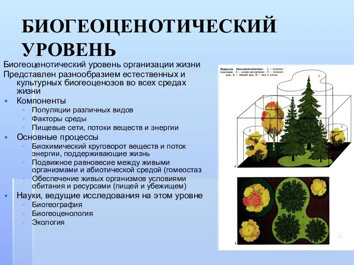 БИОГЕОЦЕНОТИЧЕСКИЙ УРОВЕНЬ Биогеоценотический уровень организации жизни Представлен разнообразием естественных и культурных