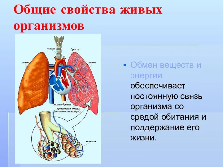 Общие свойства живых организмов Обмен веществ и энергии обеспечивает постоянную связь