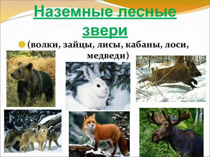 Наземные лесные звери (волки, зайцы, лисы, кабаны, лоси, медведи)