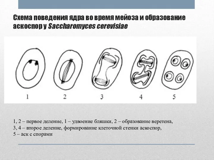 Схема поведения ядра во время мейоза и образование аскоспор у Saccharomyces