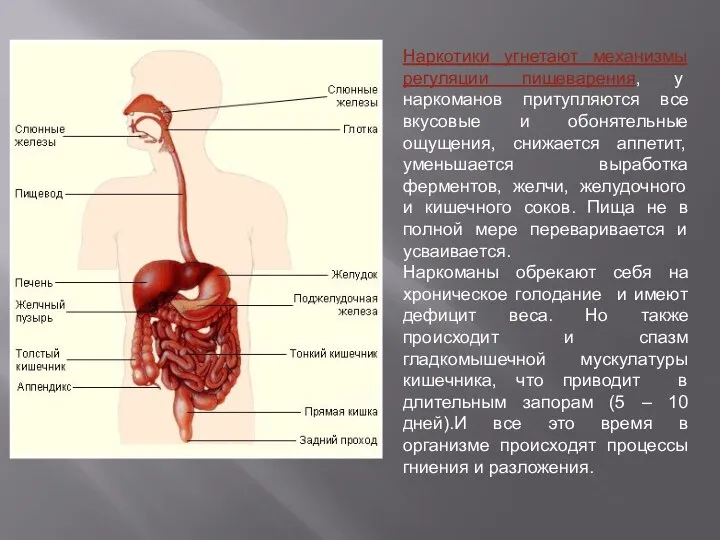 Наркотики угнетают механизмы регуляции пищеварения, у наркоманов притупляются все вкусовые и