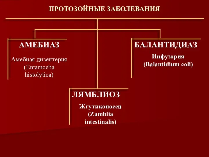 ПРОТОЗОЙНЫЕ ЗАБОЛЕВАНИЯ