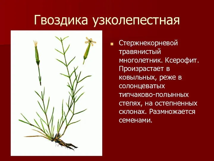 Гвоздика узколепестная Стержнекорневой травянистый многолетник. Ксерофит. Произрастает в ковыльных, реже в