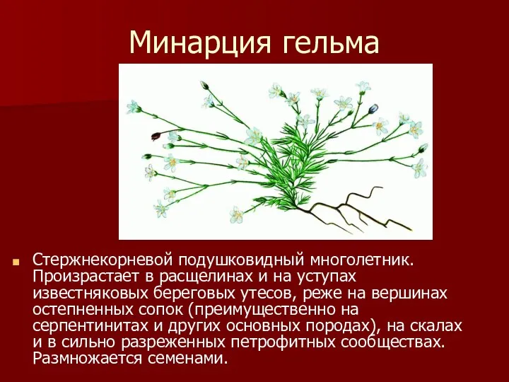 Минарция гельма Стержнекорневой подушковидный многолетник. Произрастает в расщелинах и на уступах