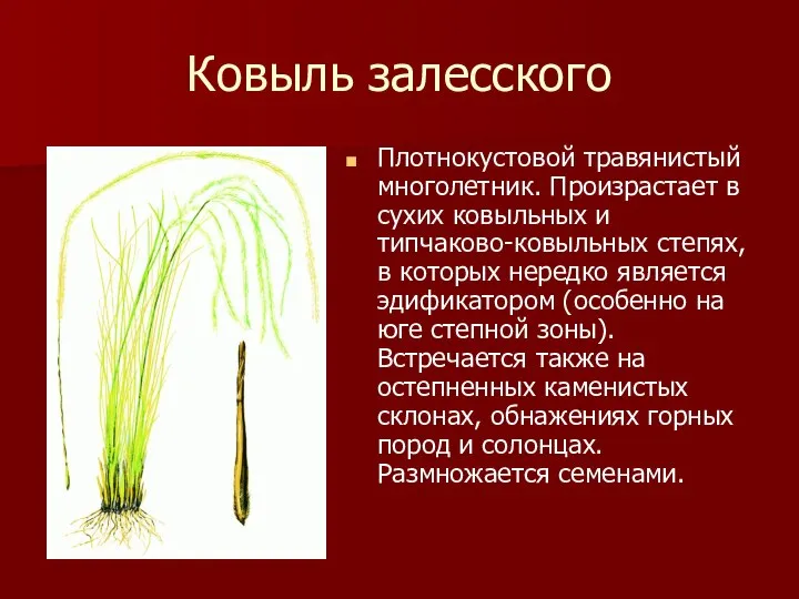 Ковыль залесского Плотнокустовой травянистый многолетник. Произрастает в сухих ковыльных и типчаково-ковыльных