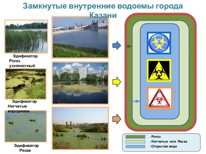 Замкнутые внутренние водоемы города Казани Эдификатор Рогоз узколистный Эдификатор Нитчатые водоросли