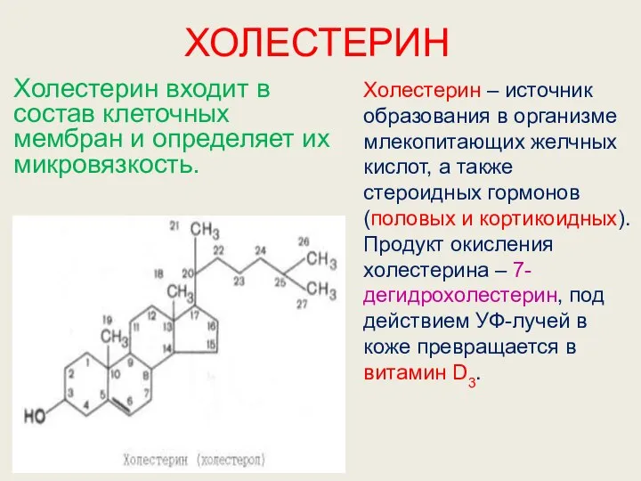 ХОЛЕСТЕРИН Холестерин входит в состав клеточных мембран и определяет их микровязкость.