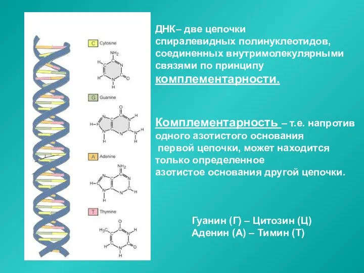 ДНК– две цепочки спиралевидных полинуклеотидов, соединенных внутримолекулярными связями по принципу комплементарности.