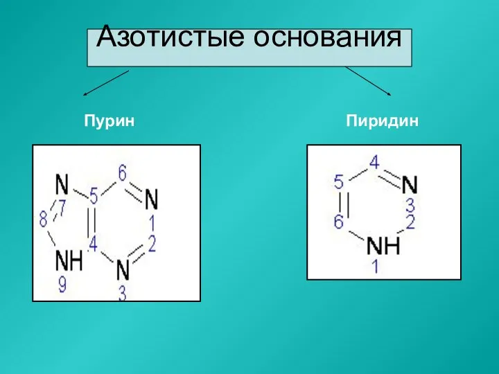 Азотистые основания Пурин Пиридин