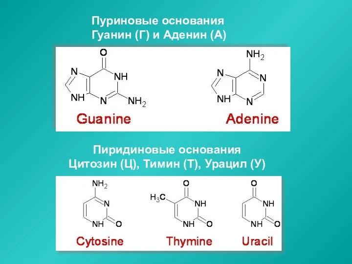 Пуриновые основания Гуанин (Г) и Аденин (А) Пиридиновые основания Цитозин (Ц), Тимин (Т), Урацил (У)