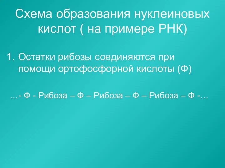 Схема образования нуклеиновых кислот ( на примере РНК) Остатки рибозы соединяются