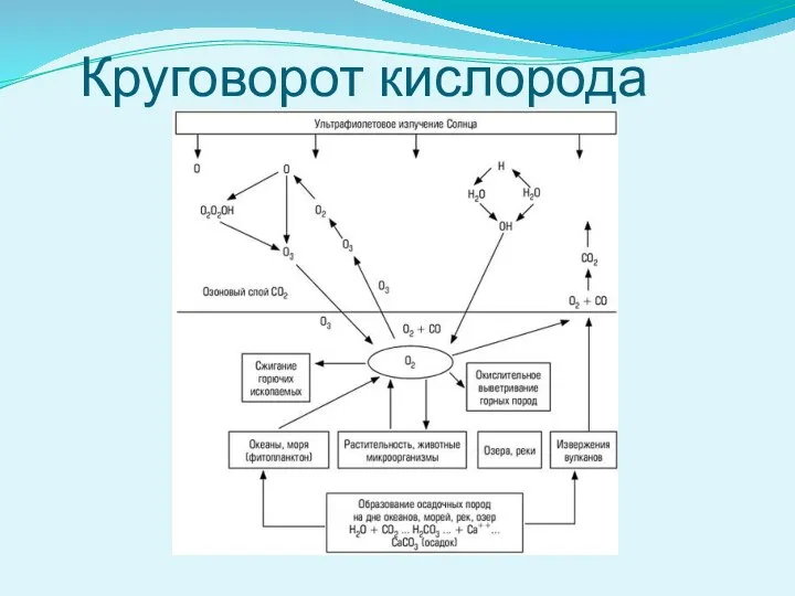 Круговорот кислорода