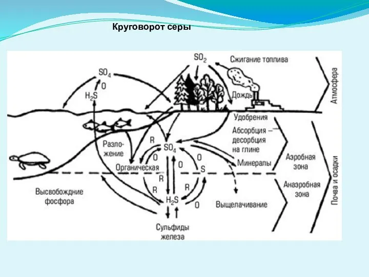 Круговорот серы