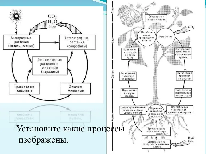 Установите какие процессы изображены.