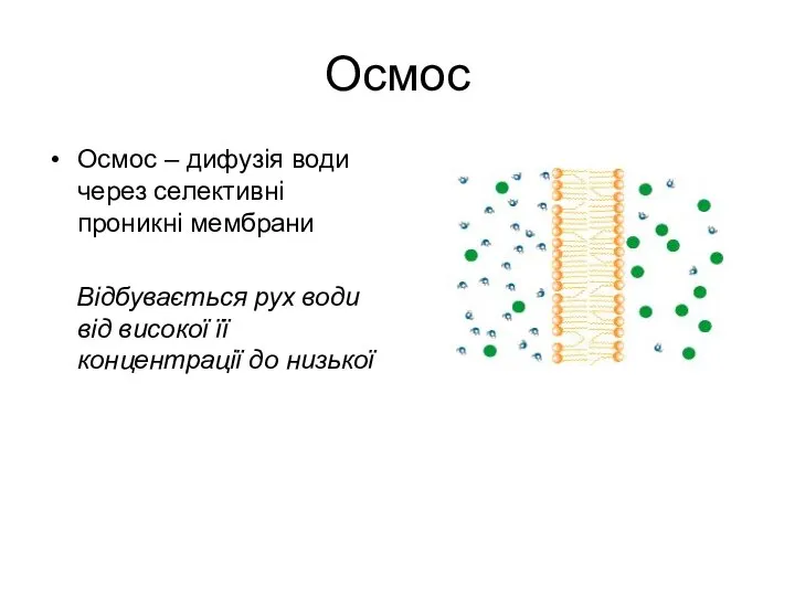 Осмос Осмос – дифузія води через селективні проникні мембрани Відбувається рух