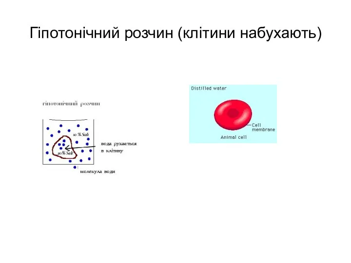 Гіпотонічний розчин (клітини набухають)