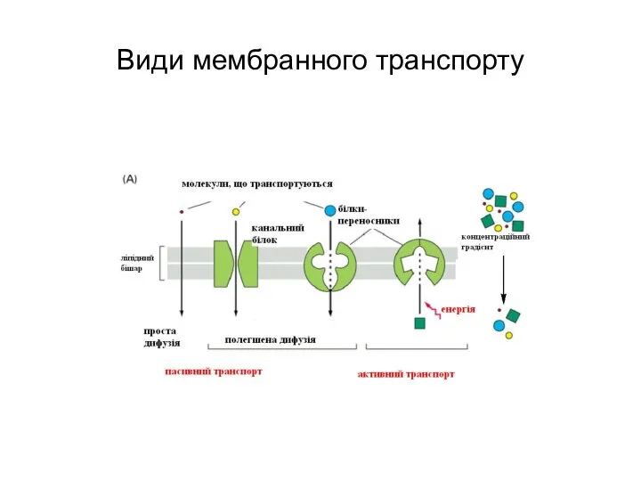 Види мембранного транспорту