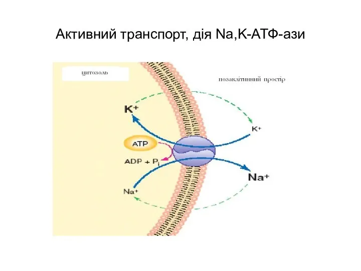 Активний транспорт, дія Na,K-АТФ-ази