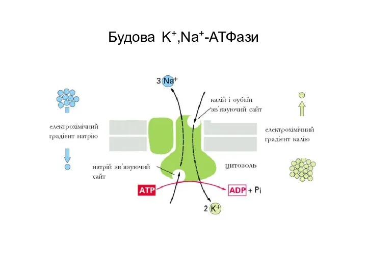 Будова K+,Na+-АТФази