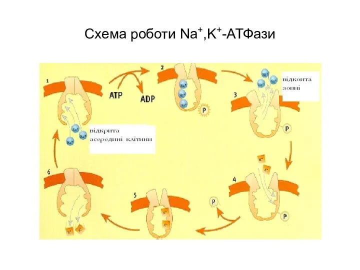 Схема роботи Na+,K+-АТФази