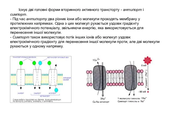 Існує дві головні форми вторинного активного трансторту - антипорт і симпорт.