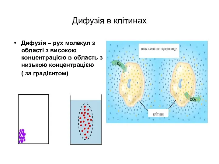 Дифузія в клітинах Дифузія – рух молекул з області з високою