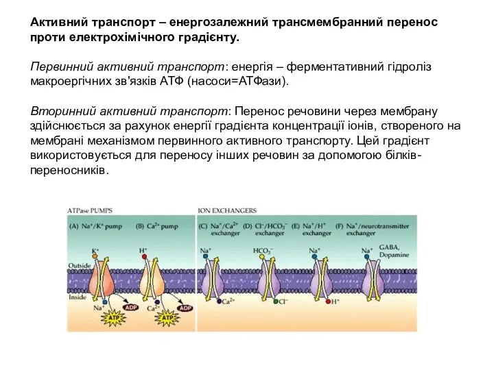 Активний транспорт – енергозалежний трансмембранний перенос проти електрохімічного градієнту. Первинний активний