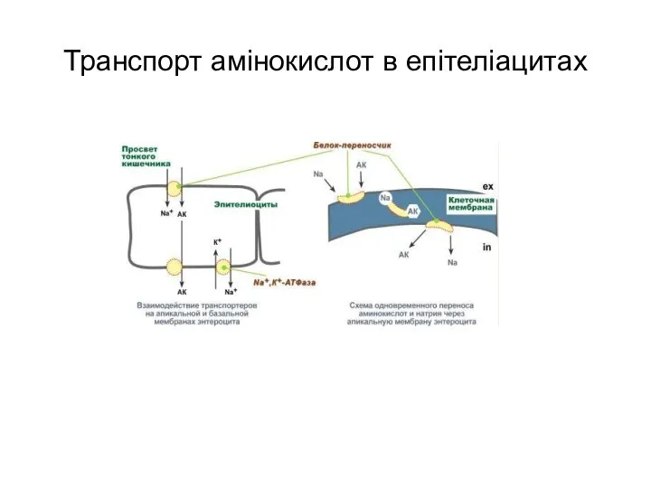 Транспорт амінокислот в епітеліацитах